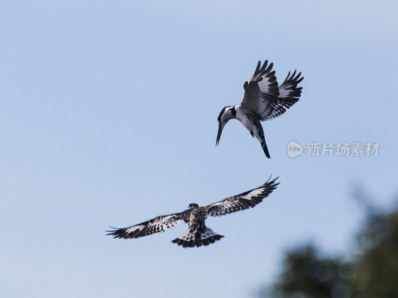 Two Pied Kingfishers in flight; Chobe NP, Botswana, Africa